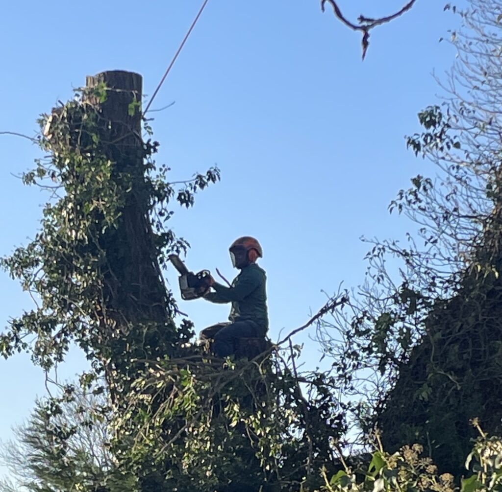 Abattage d'arbres : une affaire de professionnels