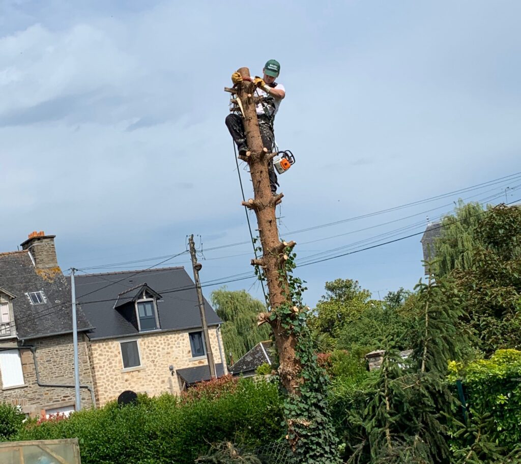 Abattage d'arbres traditionnel - Ets Vanhaesbrock