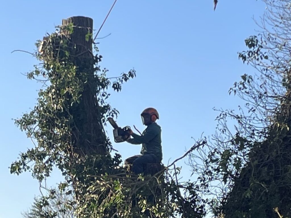 Élagage d'arbres - Ets Vanhaesbrock